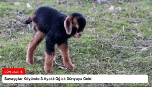 Savaşçılar Köyünde 3 Ayaklı Oğlak Dünyaya Geldi