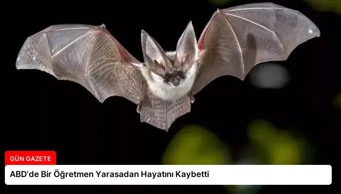 ABD’de Bir Öğretmen Yarasadan Hayatını Kaybetti