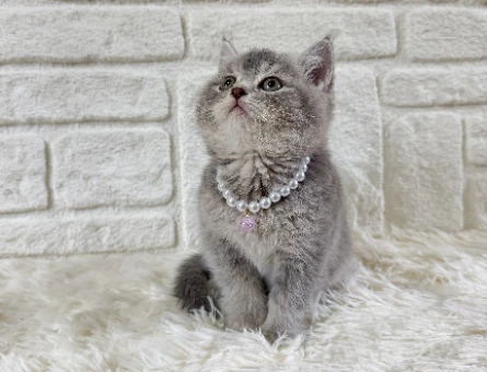 British Shorthair Irkını Yakından Tanıyalım