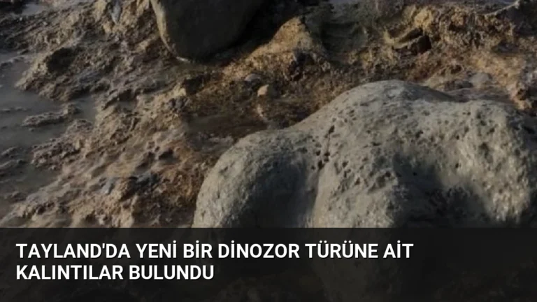 Tayland’da yeni bir dinozor türüne ait kalıntılar bulundu