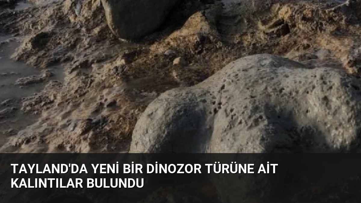 Tayland’da yeni bir dinozor türüne ait kalıntılar bulundu