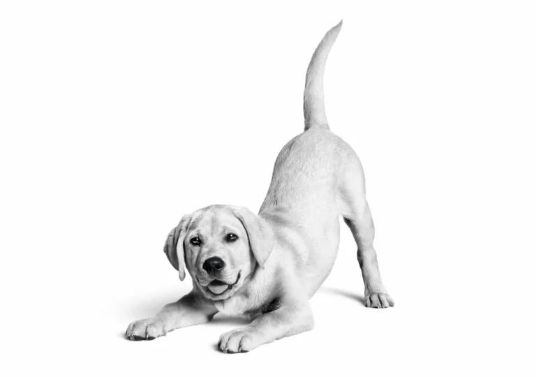 Royal Canin Türkiye’de 10. yılını kutluyor: 6,4 milyon kedi ve köpeğe ulaştı