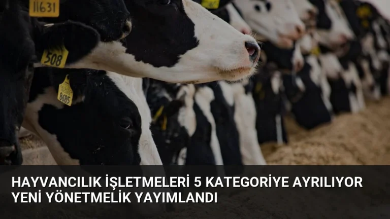 Hayvancılık İşletmeleri 5 Kategoriye Ayrılıyor Yeni Yönetmelik Yayımlandı