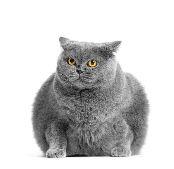 Araştırma: Vegan Beslenen Kedilerde Fazla Kilolu Olma Oranı Diğer Kedilere Göre Daha Düşük